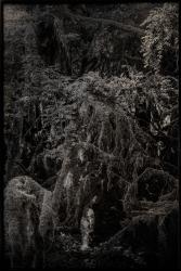 A pure spirit grows beneath the bark of stones / Contemporary forests / The spirit of the forest