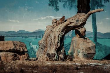 Pretend to Be an Animal