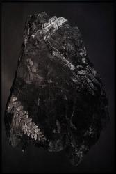 A pure spirit grows beneath the bark of stones / Devonian Forests / Catskill Fossil Forests