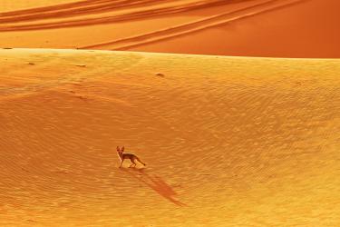 Fennecs are active mostly in the evening and night