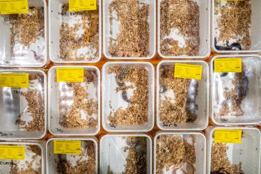 © Federico Borella, Italy, Finalist, Professional competition, Wildlife & Nature, 2022 Sony World Photography Awards	