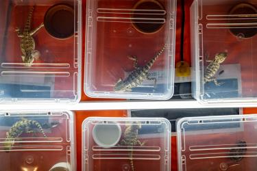 © Federico Borella, Italy, Finalist, Professional competition, Wildlife & Nature, 2022 Sony World Photography Awards	