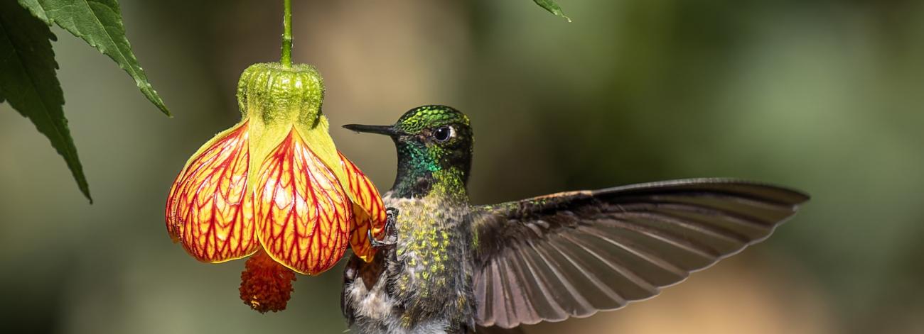 63fad0a2bd34ab50ee5a127402b650ee.sony6