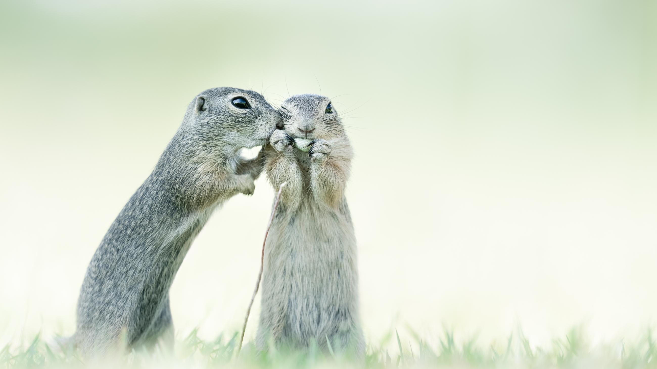 © Alex Pansier, Netherlands, entry, Open competition, Natural World &amp; Wildlife, 2021 Sony World Photography Awards