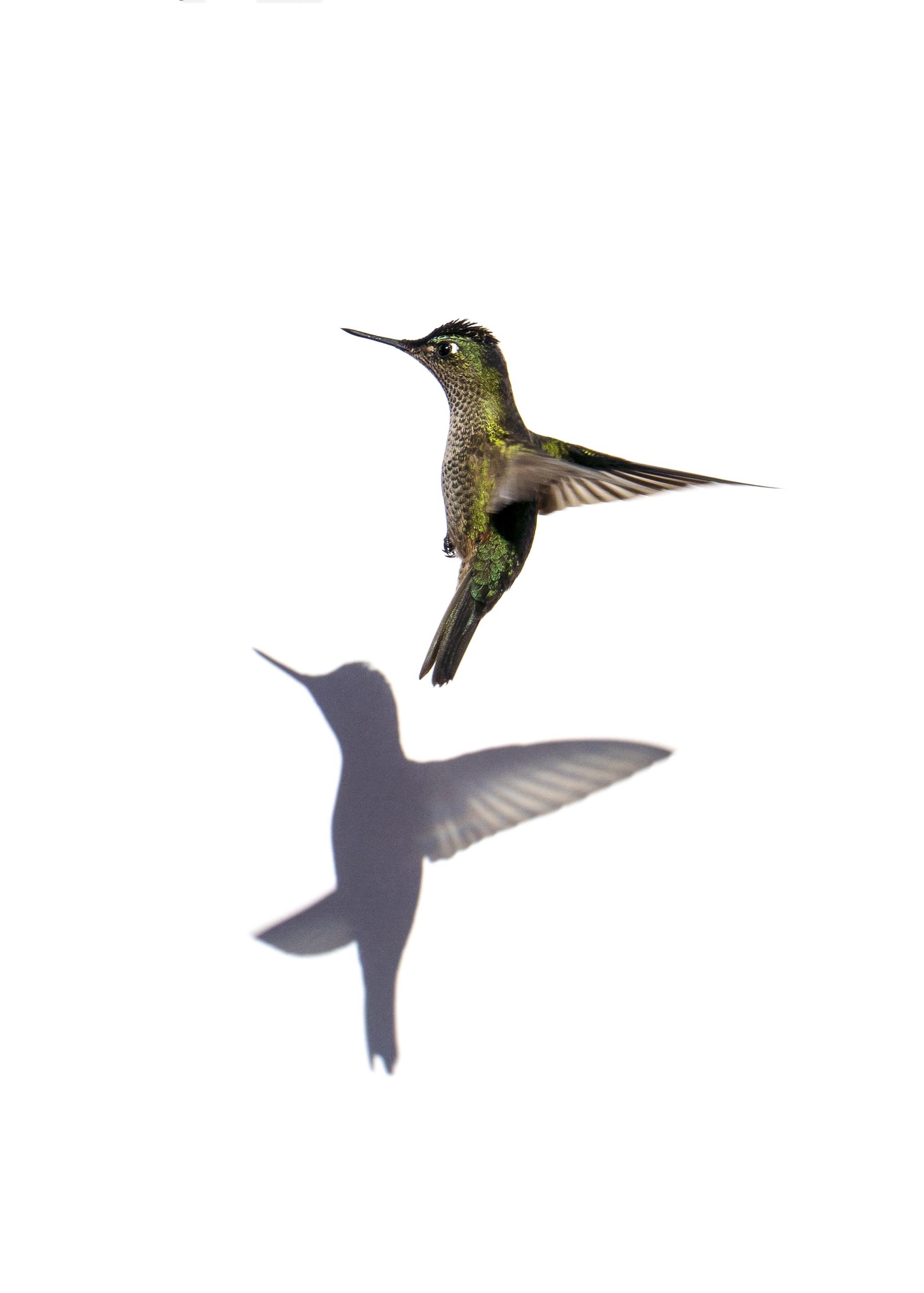 © Antonio Avila, Chile, entry, Open competition, Natural World &amp; Wildlife, 2021 Sony World Photography Awards