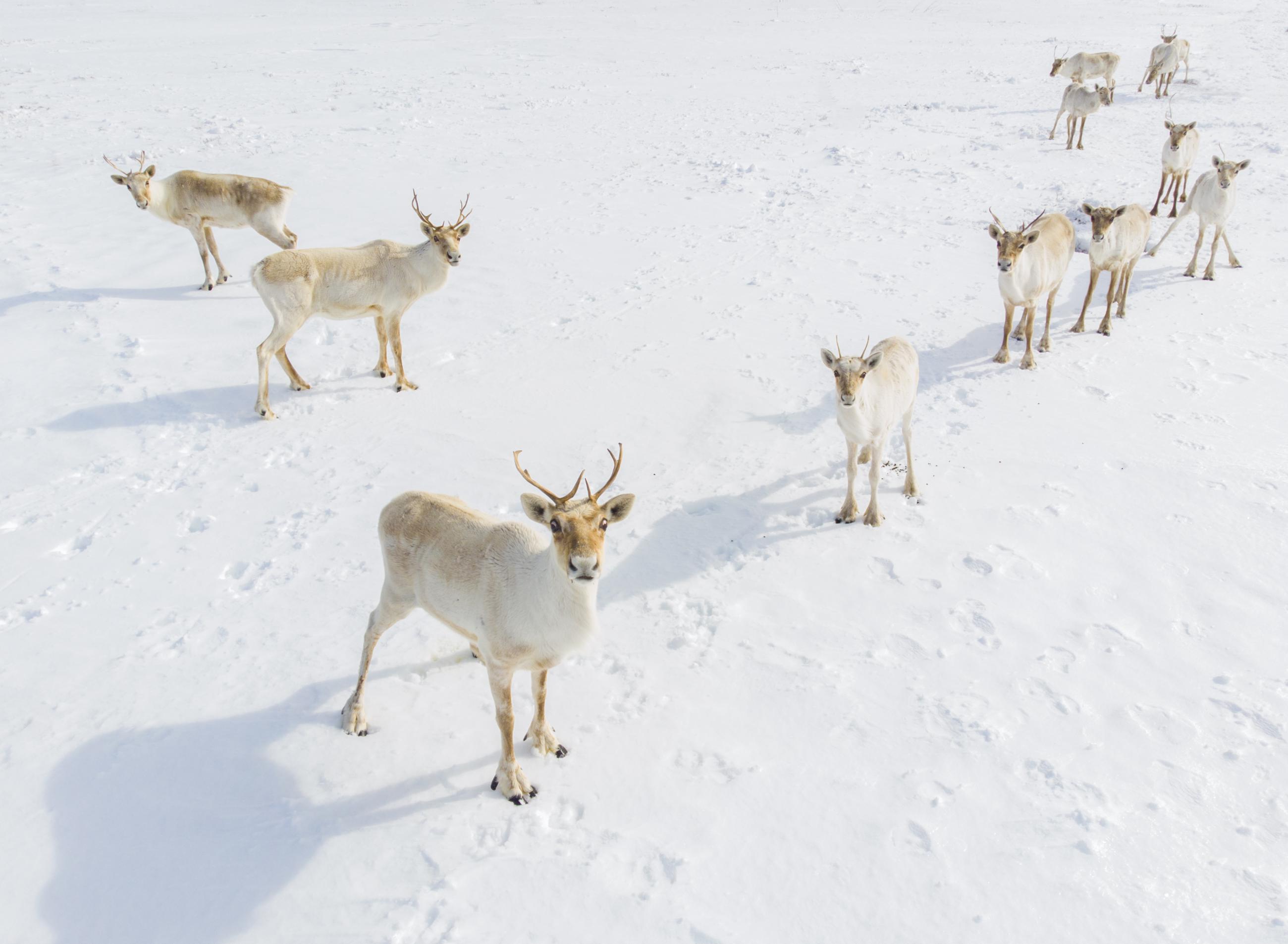 © Bailey Parsons, Canada, entry, Open competition, Natural World &amp; Wildlife, 2021 Sony World Photography Awards