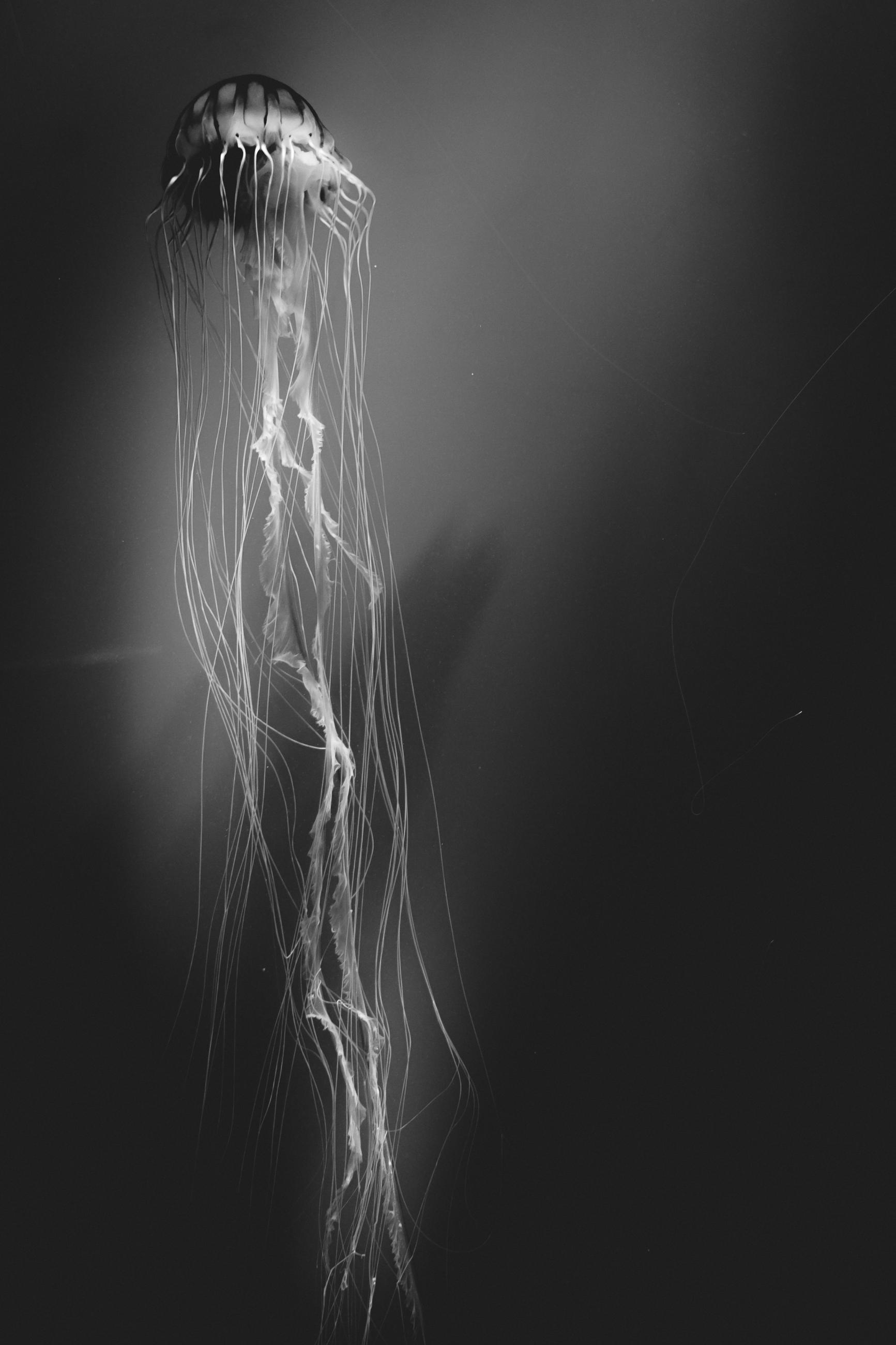 © Nicolas Bernal , Colombia, entry, Open competition, Natural World &amp; Wildlife, 2021 Sony World Photography Awards