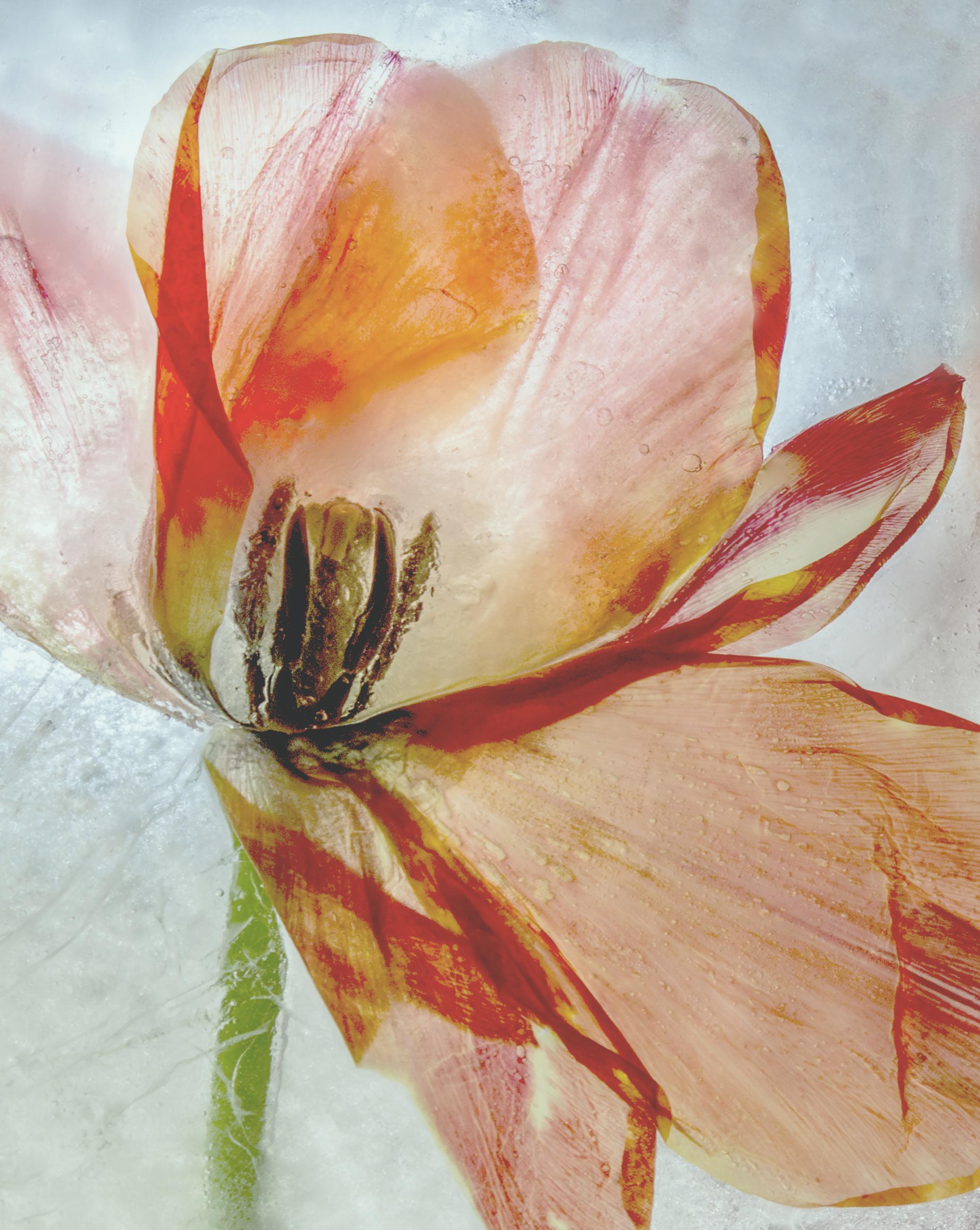 © Svitlana Zarytska, Ukraine, entry, Open competition, Object, 2021 Sony World Photography Awards