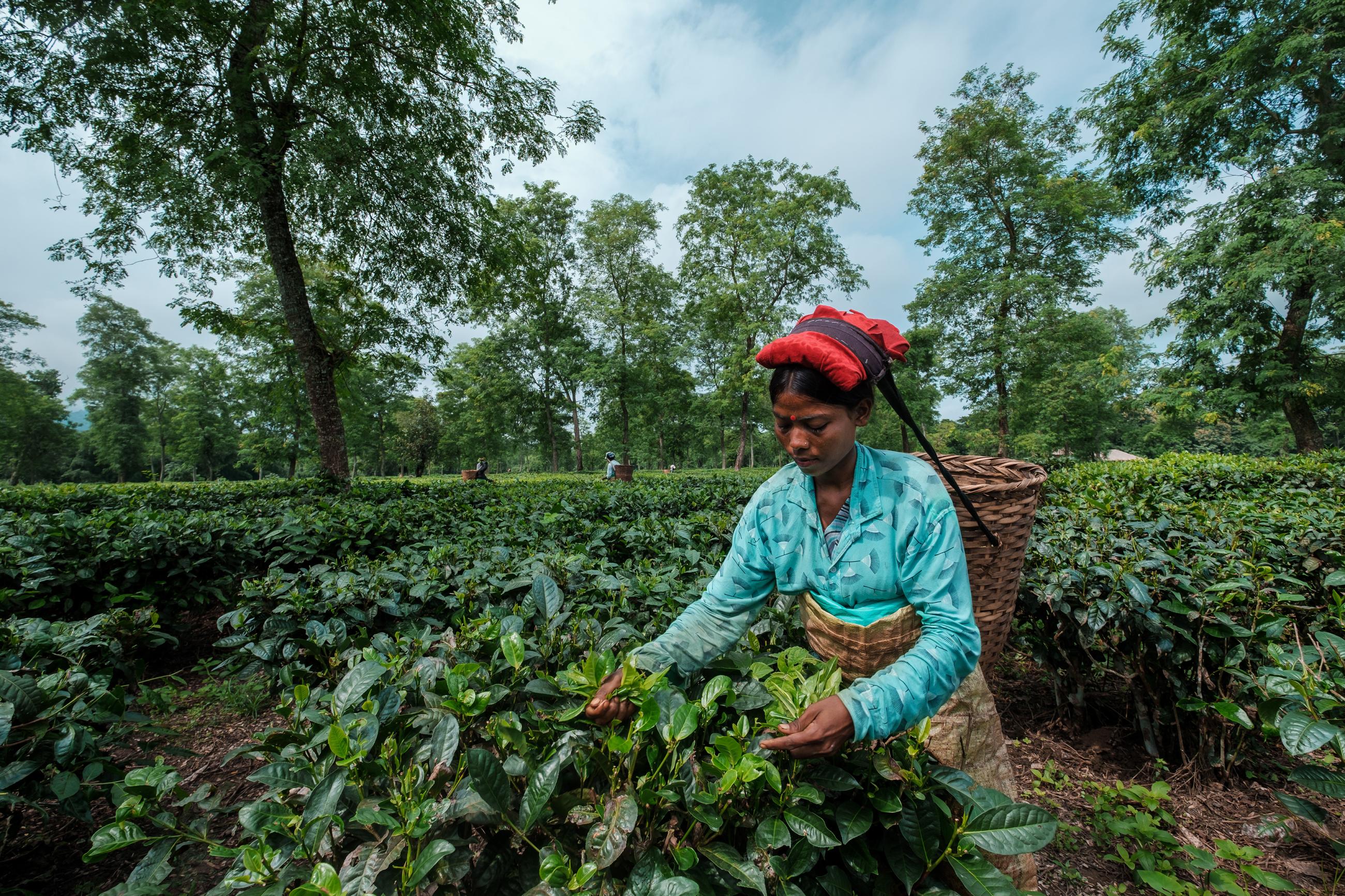 © uma sankar das bhuyan, India, entry, Open competition, Lifestyle, 2021 Sony World Photography Awards