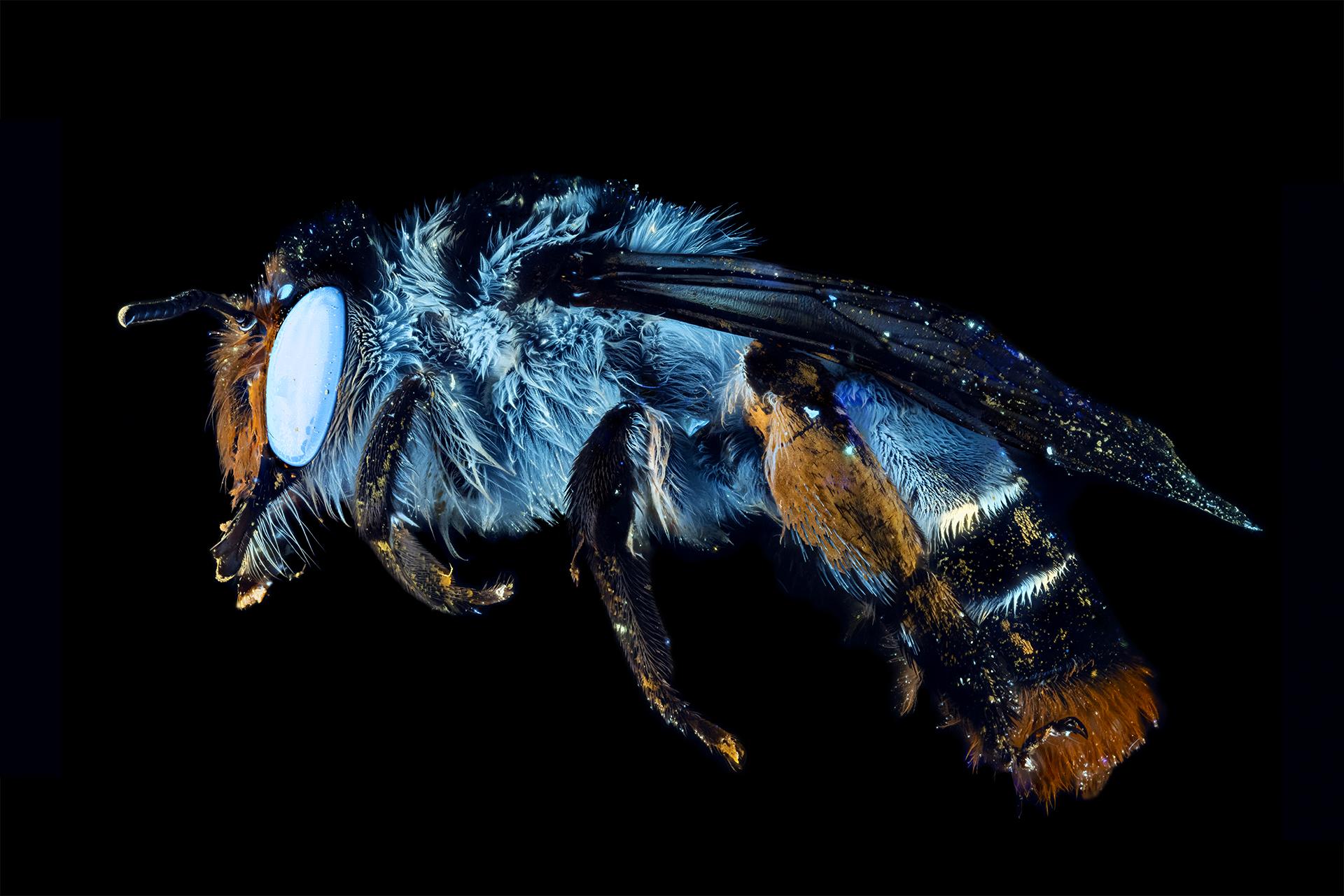Ctenocolletes Tricolor