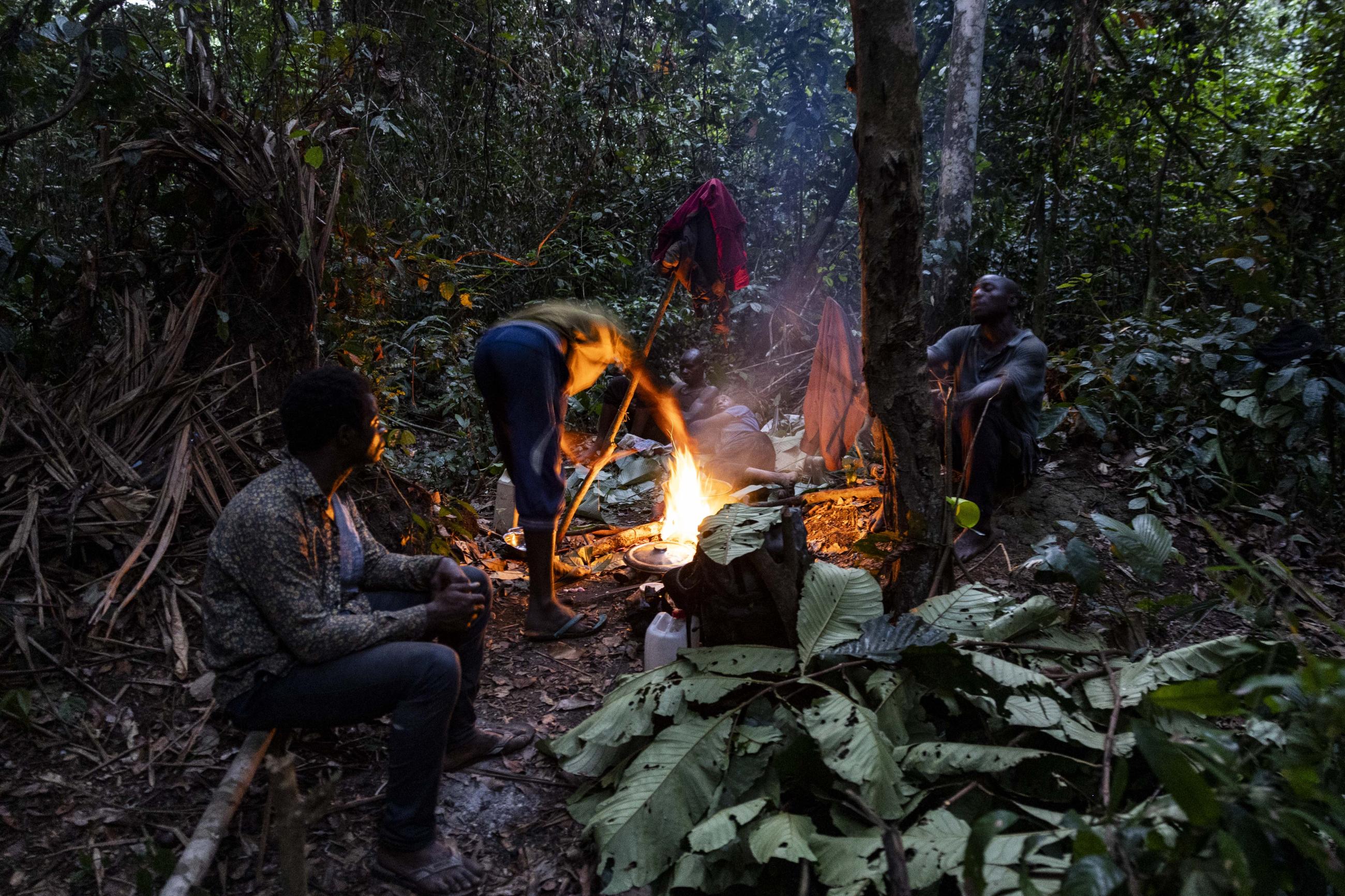 A Night in the Forest