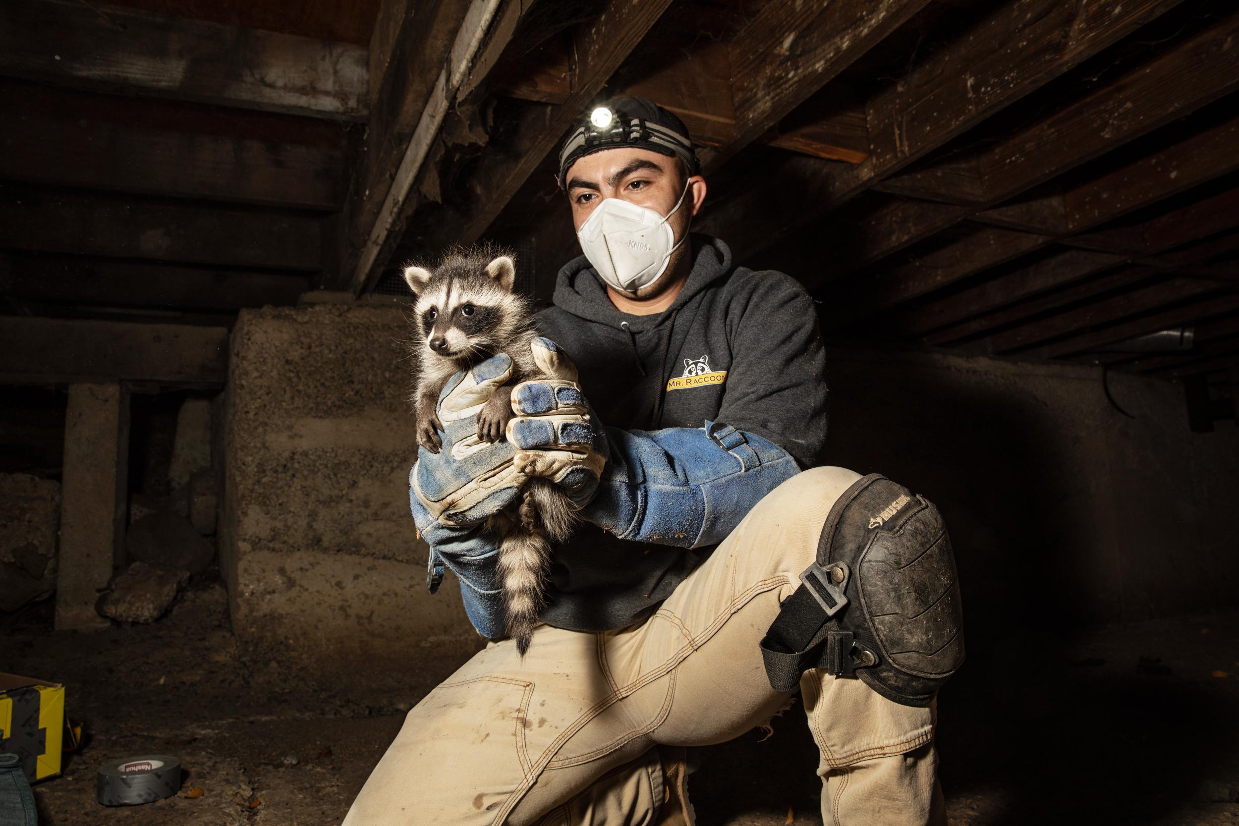 Raccoon Relocation