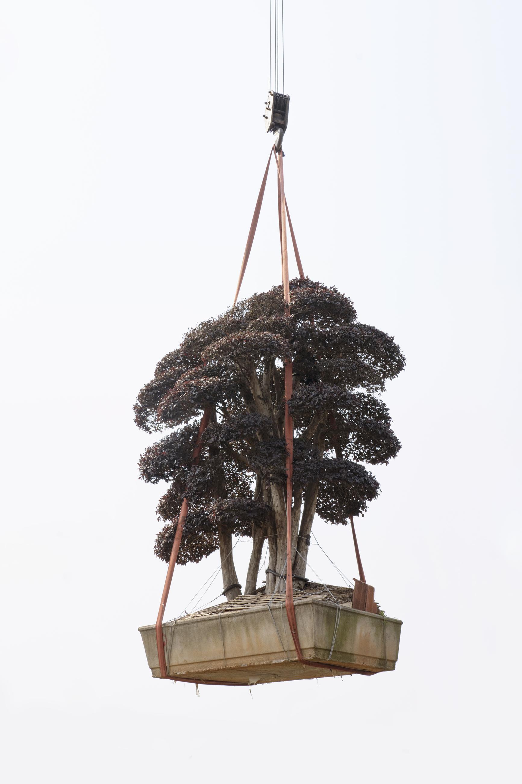 The Sky Garden by Kechun Zhang | World Photography Organisation
