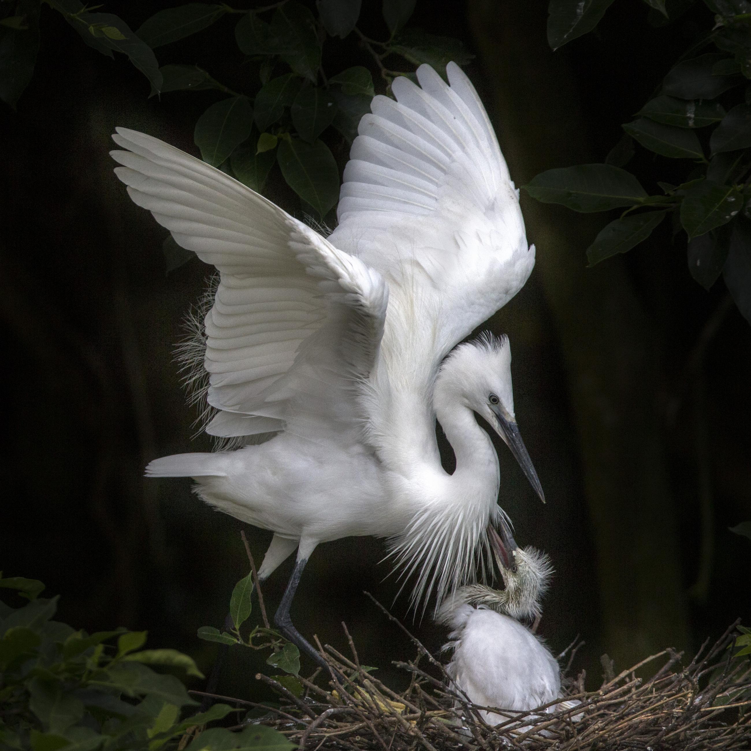 1047bc625e48444b12c017c5df518409.little_20egret_20-_207