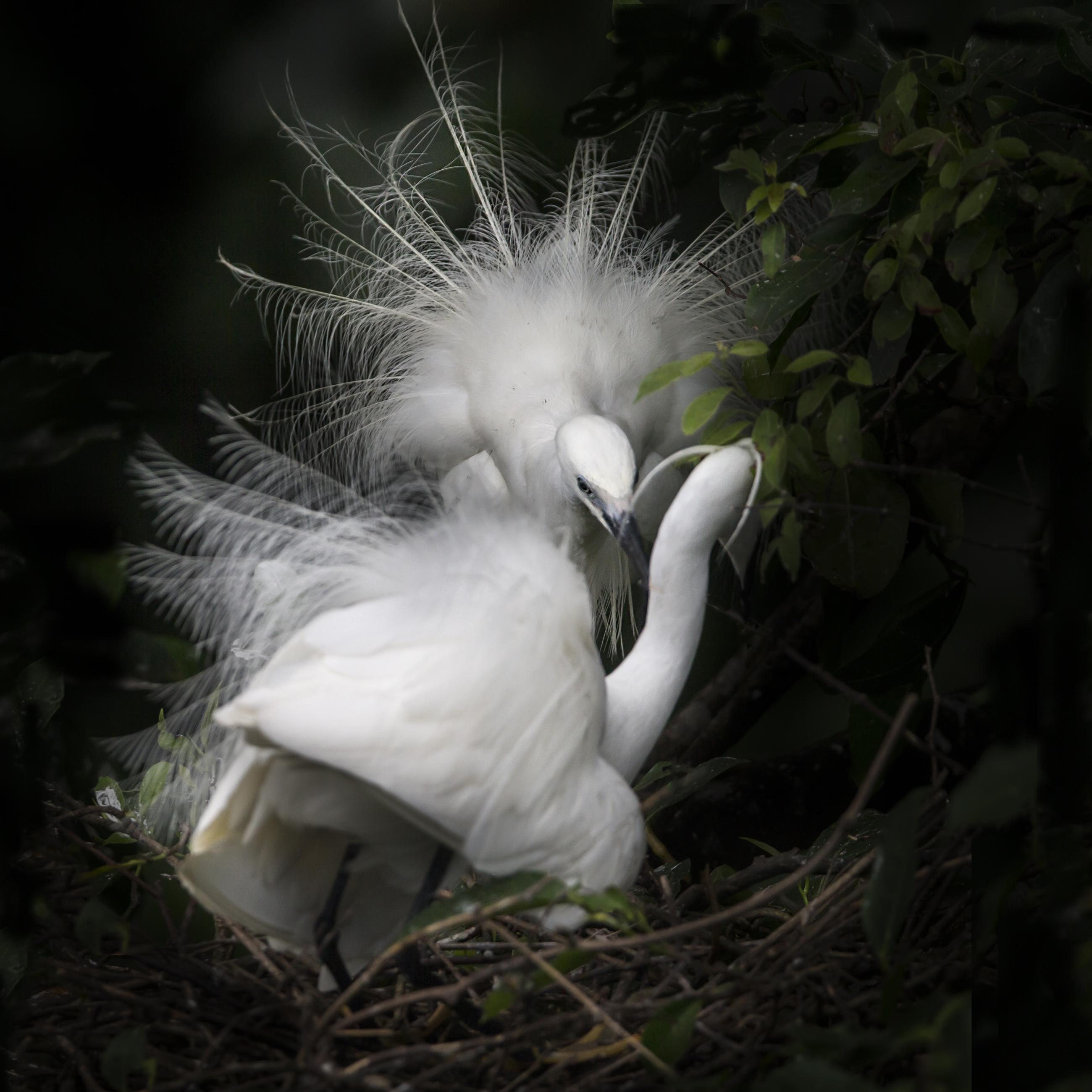 1b06a089457cf8e6a6407b26b4f76236.little_20egret_20-_206