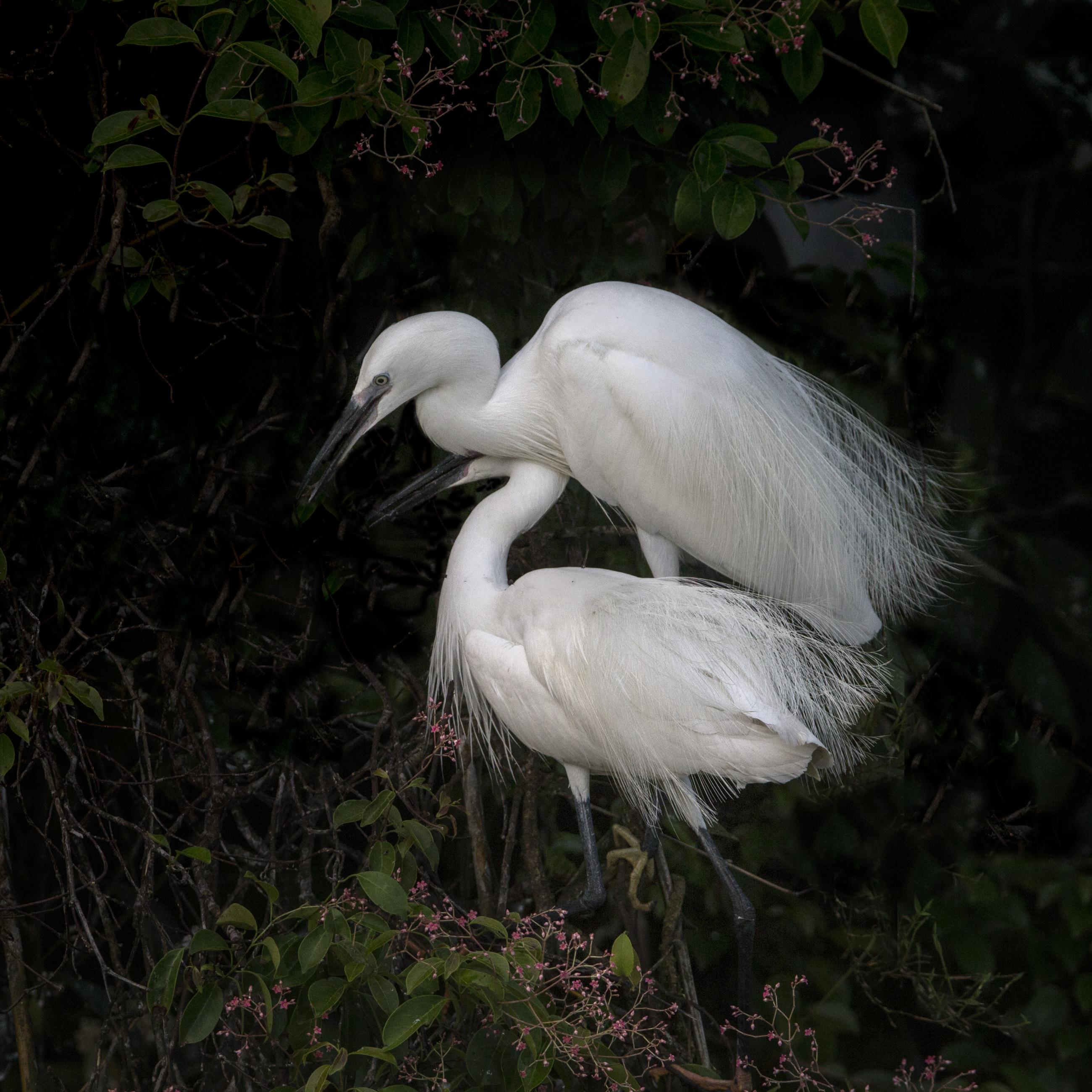 27f8049ec176896ae3eeb044f74aaab1.little_20egret_20-_202