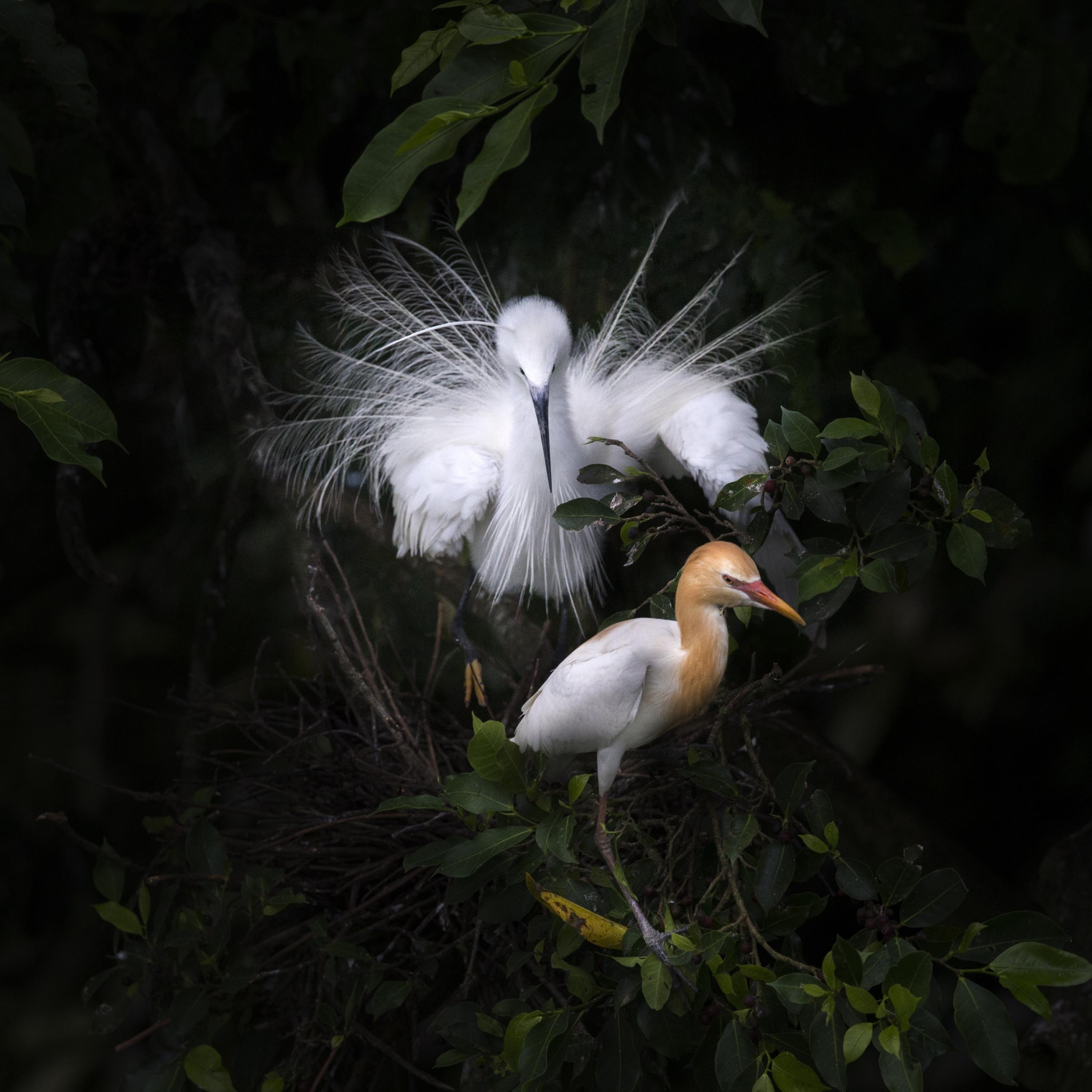 4b2771b0f10feebcdc2c17939fcd3529.little_20egret_20-_204