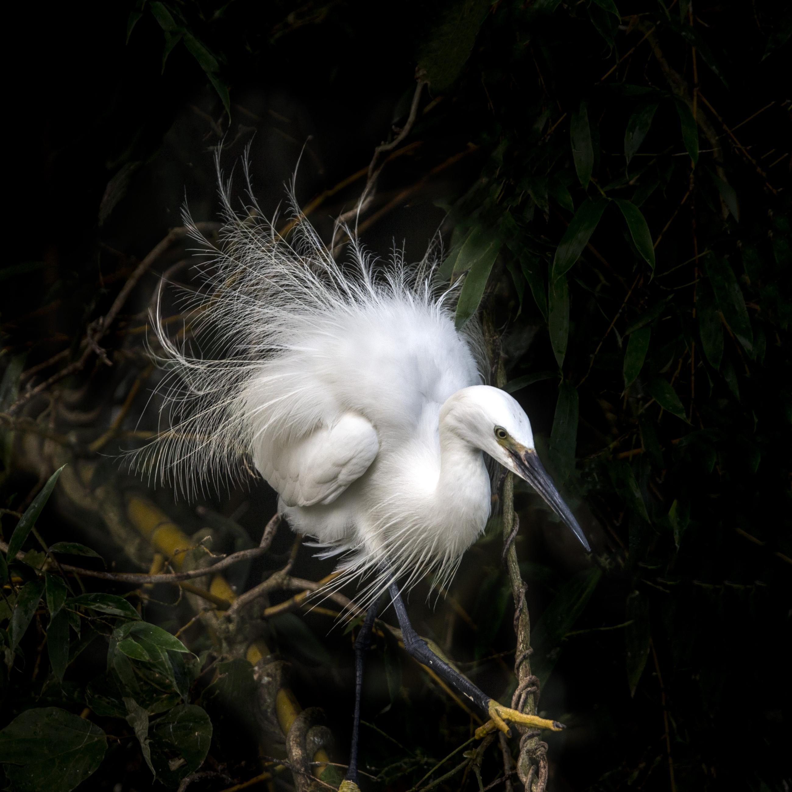 9093ad433cb768f76fd9eb99d93ee004.little_20egret_20-_201