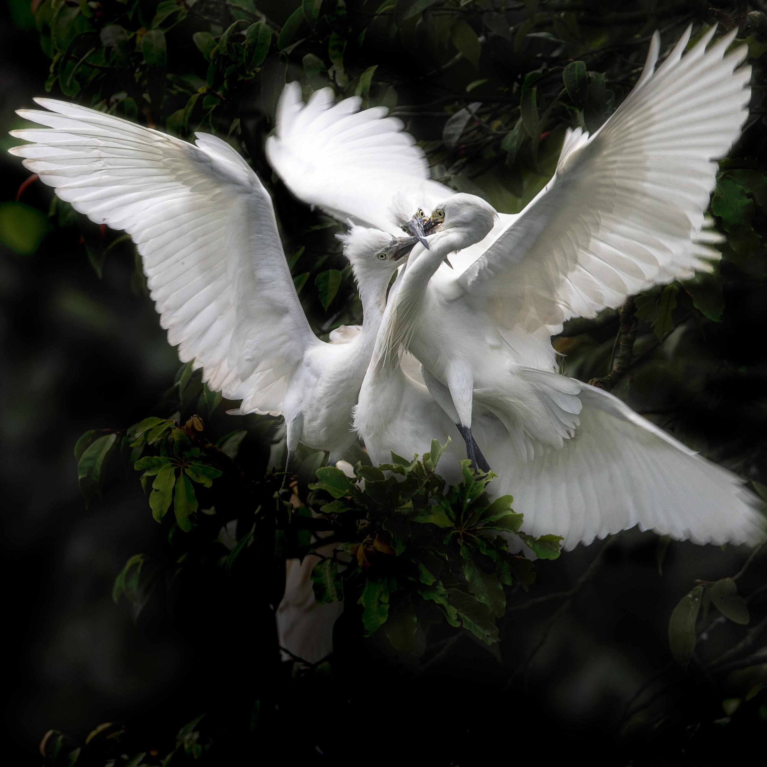c95ee4d4547f9b26d18cb40f2033197d.little_20egret_20-_209