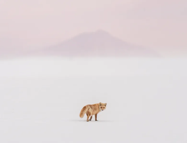 © Yuta Doto, Japan, entry, Open competition, Natural World &amp; Wildlife, 2021 Sony World Photography Awards