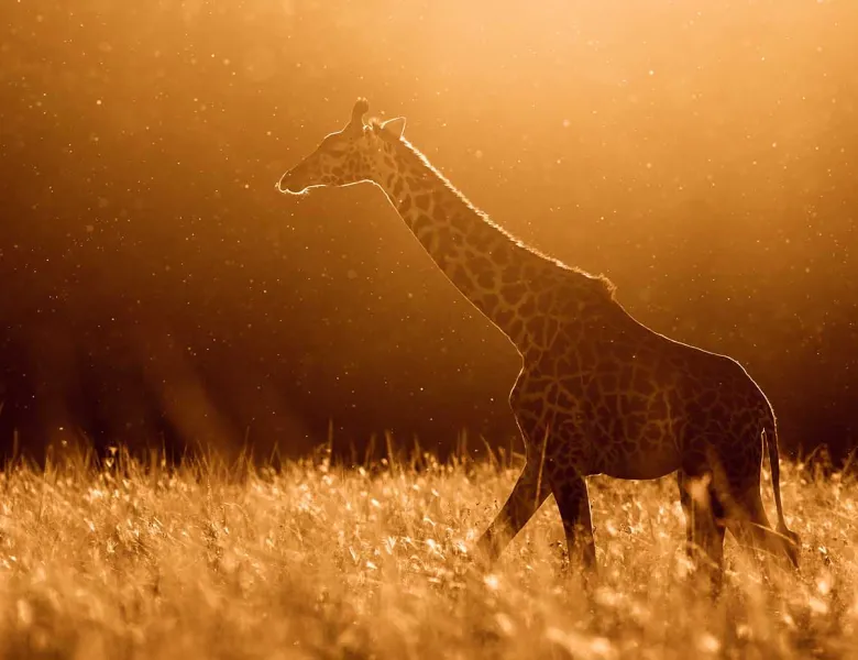 © James Rogerson, UK, Entry, Wildlife