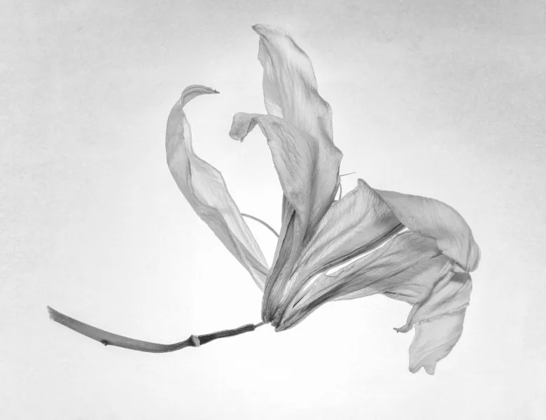 © Seizo Mori, Japan, Shortlist, Professional competition, Still Life , 2018 Sony World Photography Awards