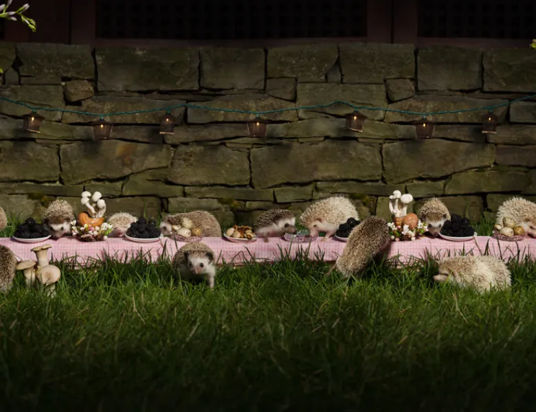 The Hedgehog Feast - © Claire Rosen