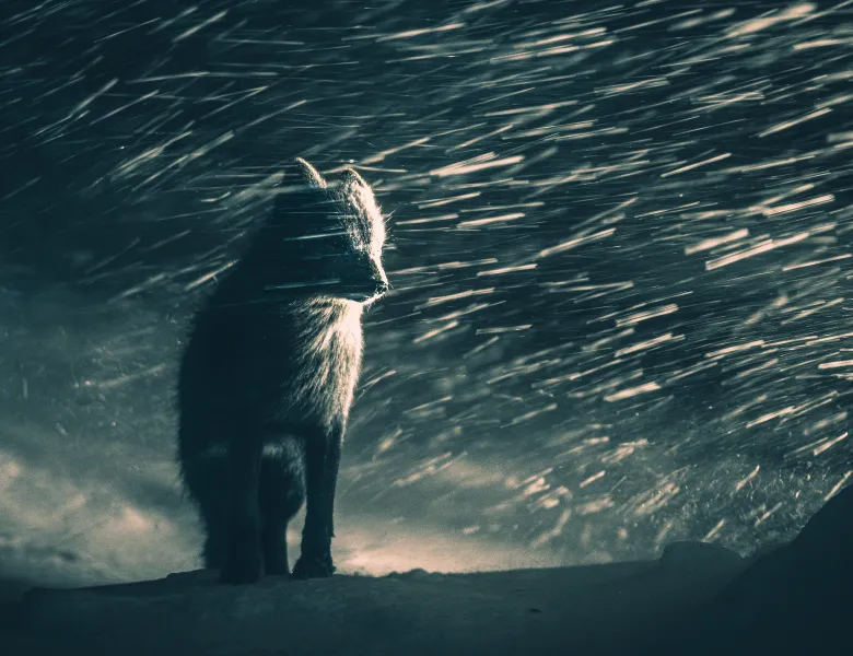 An arctic fox faces a blizzard in this low-light photograph.