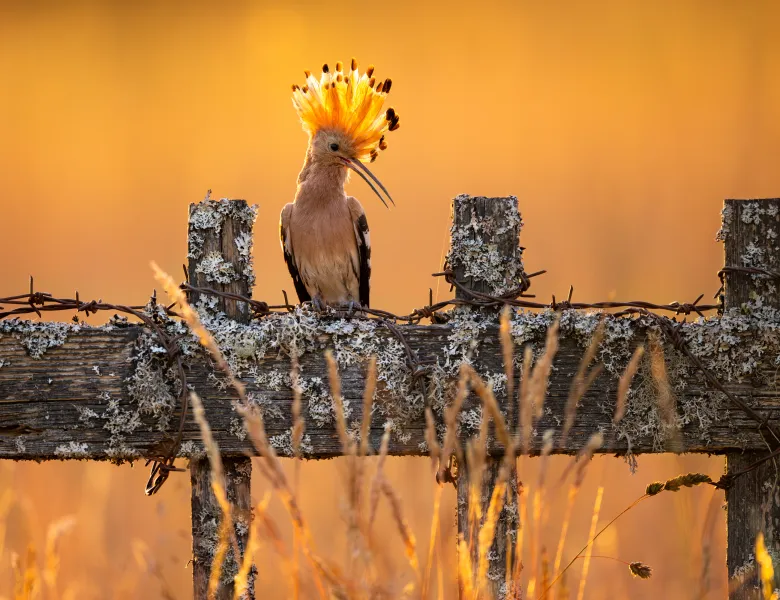 © Milan Vidaković, Slovenia, entry, Single Image competition, Animal Portraits, Sony World Photography Awards 2027