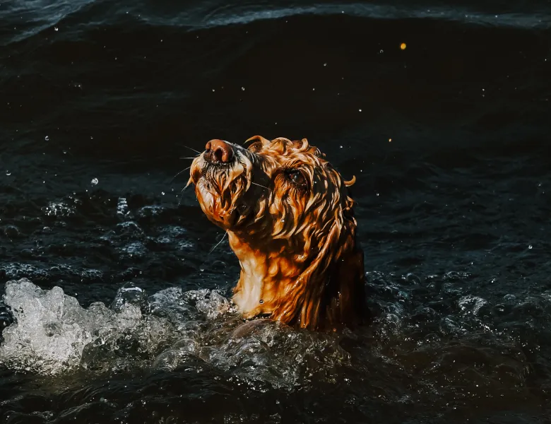 © Troy Baines, United Kingdom, entry, Single Image competition, Animal Portraits, Sony World Photography Awards 2027