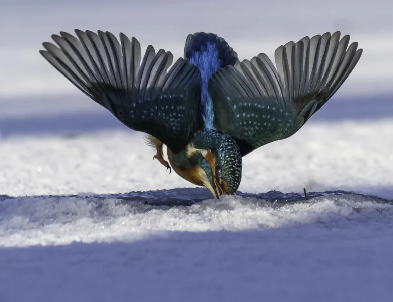 © Peter Crowe, United Kingdom, entry, Single Image competition, Natural World & Wildlife, Sony World Photography Awards 2027