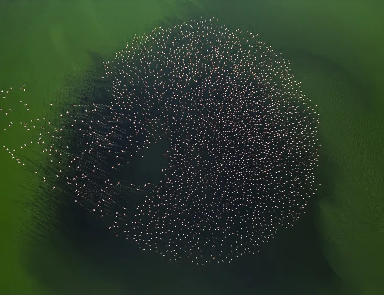 © Serpil Eroglu, Türkiye, entry, Open Competition, Natural World & Wildlife, 2026 Sony World Photography Awards.jpg